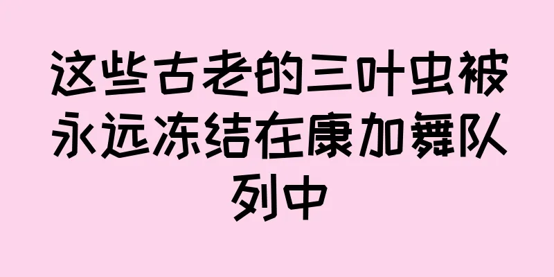 这些古老的三叶虫被永远冻结在康加舞队列中