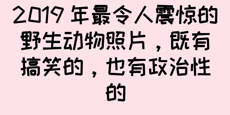 2019 年最令人震惊的野生动物照片，既有搞笑的，也有政治性的
