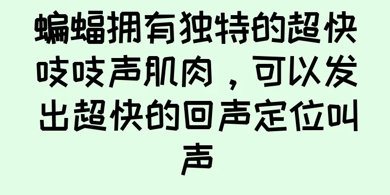 蝙蝠拥有独特的超快吱吱声肌肉，可以发出超快的回声定位叫声