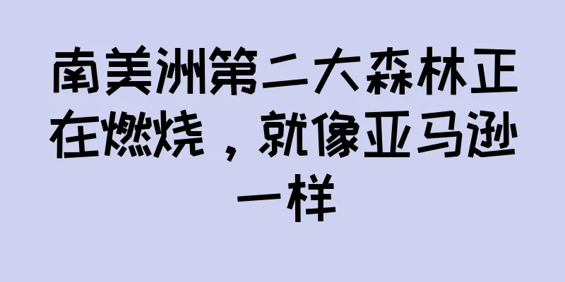 南美洲第二大森林正在燃烧，就像亚马逊一样