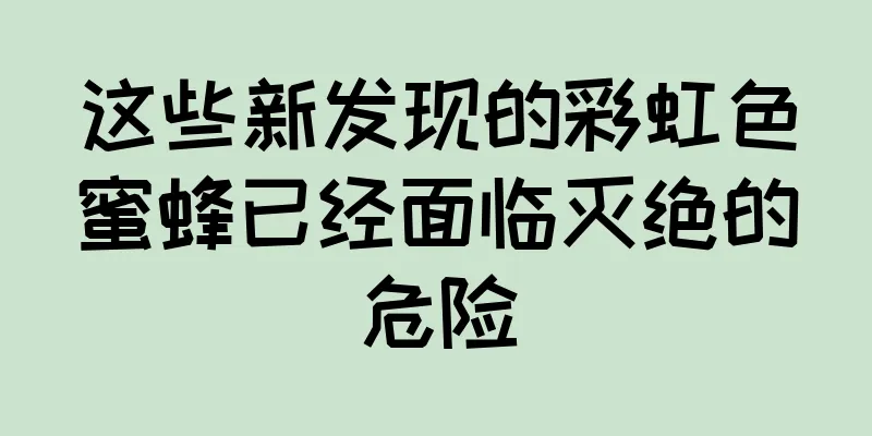 这些新发现的彩虹色蜜蜂已经面临灭绝的危险