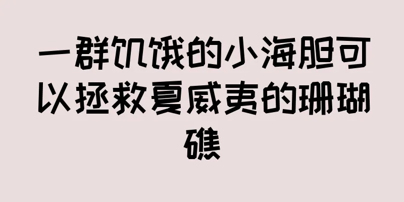 一群饥饿的小海胆可以拯救夏威夷的珊瑚礁