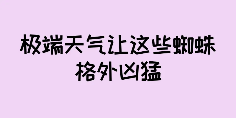 极端天气让这些蜘蛛格外凶猛