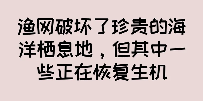 渔网破坏了珍贵的海洋栖息地，但其中一些正在恢复生机