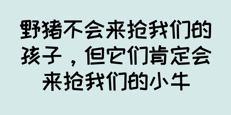 野猪不会来抢我们的孩子，但它们肯定会来抢我们的小牛