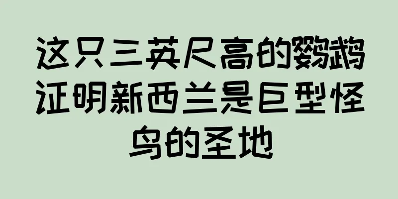 这只三英尺高的鹦鹉证明新西兰是巨型怪鸟的圣地