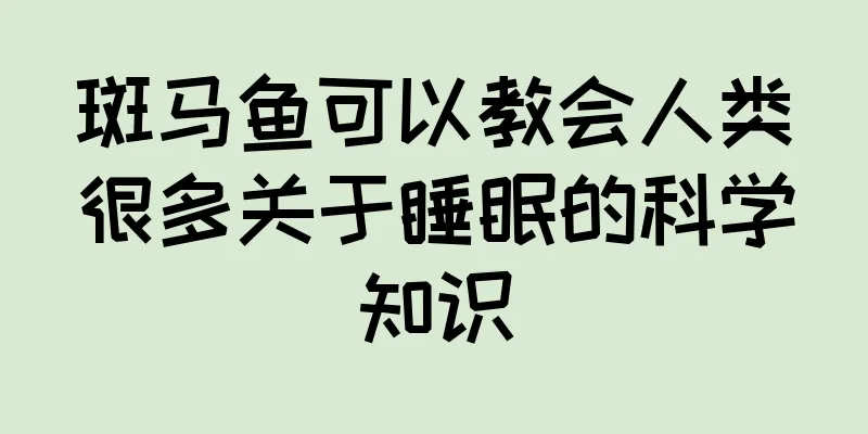 斑马鱼可以教会人类很多关于睡眠的科学知识
