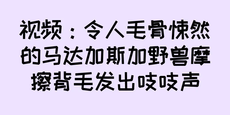 视频：令人毛骨悚然的马达加斯加野兽摩擦背毛发出吱吱声