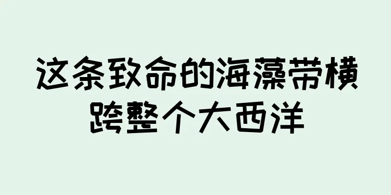 这条致命的海藻带横跨整个大西洋