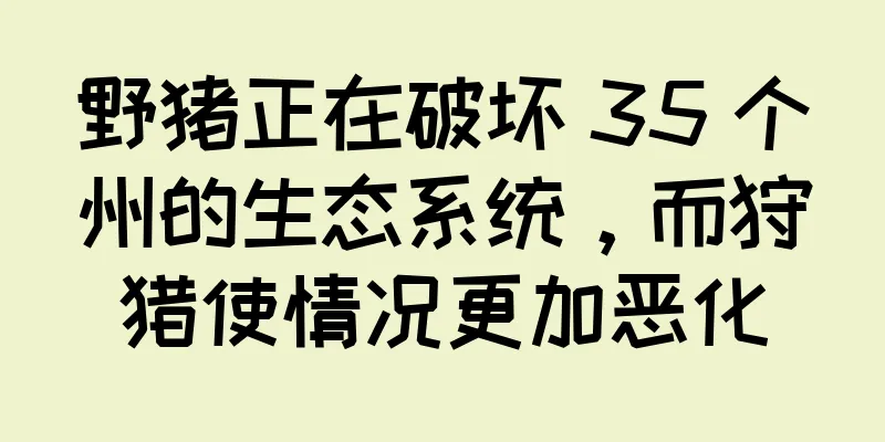 野猪正在破坏 35 个州的生态系统，而狩猎使情况更加恶化