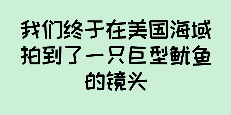 我们终于在美国海域拍到了一只巨型鱿鱼的镜头