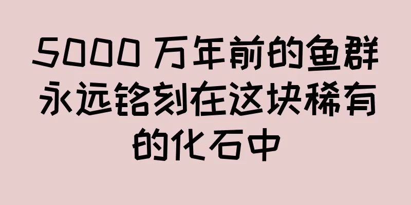 5000 万年前的鱼群永远铭刻在这块稀有的化石中