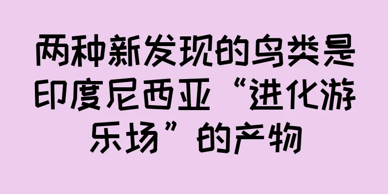 两种新发现的鸟类是印度尼西亚“进化游乐场”的产物