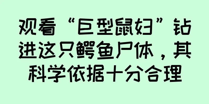观看“巨型鼠妇”钻进这只鳄鱼尸体，其科学依据十分合理