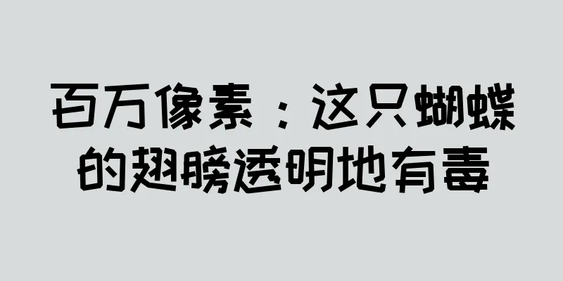 百万像素：这只蝴蝶的翅膀透明地有毒