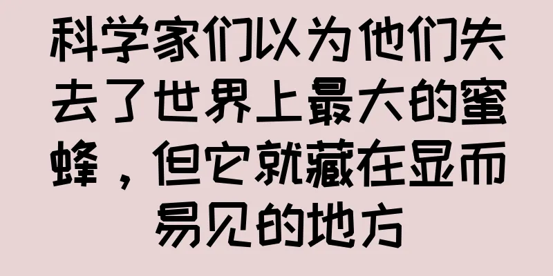 科学家们以为他们失去了世界上最大的蜜蜂，但它就藏在显而易见的地方