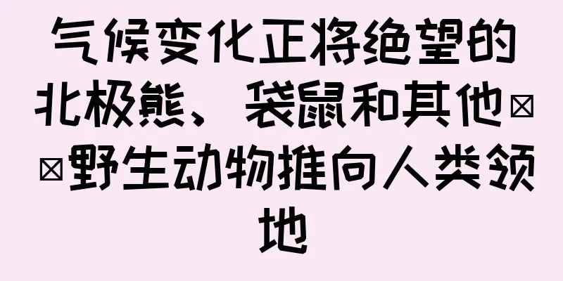 气候变化正将绝望的北极熊、袋鼠和其他​​野生动物推向人类领地