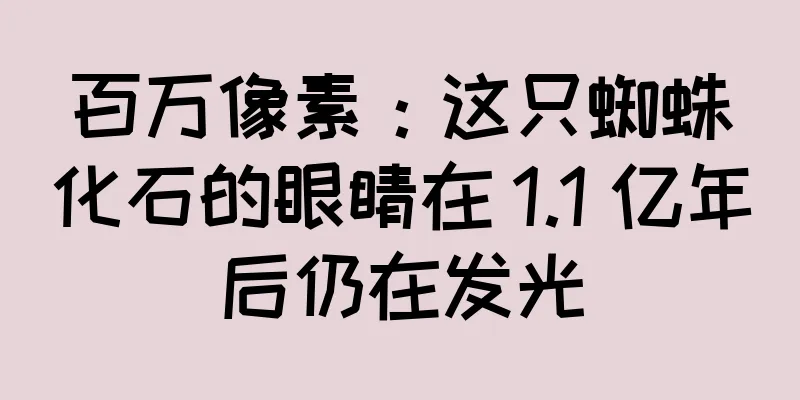 百万像素：这只蜘蛛化石的眼睛在 1.1 亿年后仍在发光