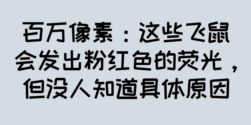 百万像素：这些飞鼠会发出粉红色的荧光，但没人知道具体原因