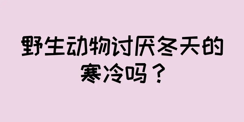 野生动物讨厌冬天的寒冷吗？