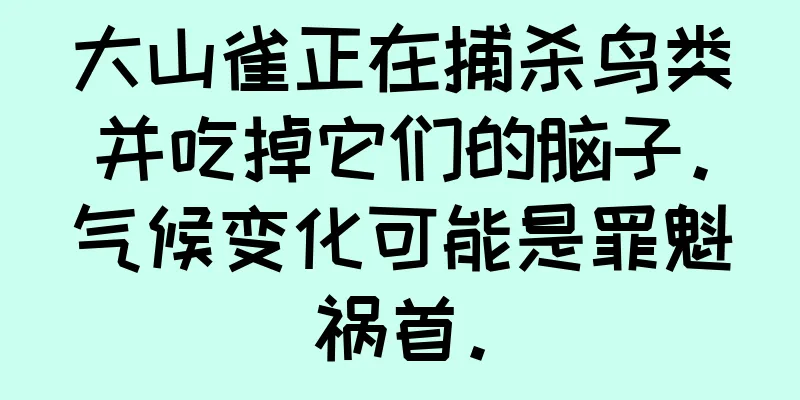 大山雀正在捕杀鸟类并吃掉它们的脑子。气候变化可能是罪魁祸首。