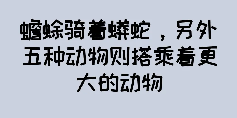 蟾蜍骑着蟒蛇，另外五种动物则搭乘着更大的动物