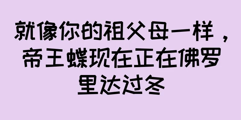 就像你的祖父母一样，帝王蝶现在正在佛罗里达过冬