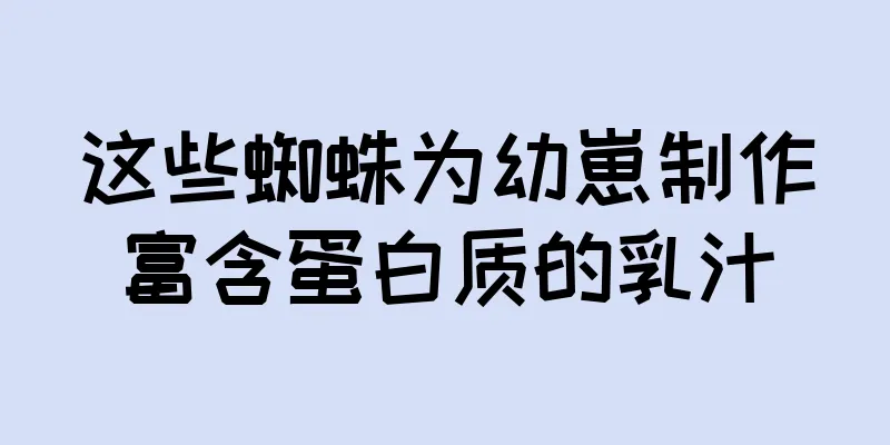这些蜘蛛为幼崽制作富含蛋白质的乳汁