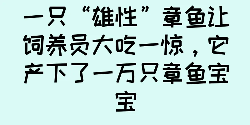 一只“雄性”章鱼让饲养员大吃一惊，它产下了一万只章鱼宝宝