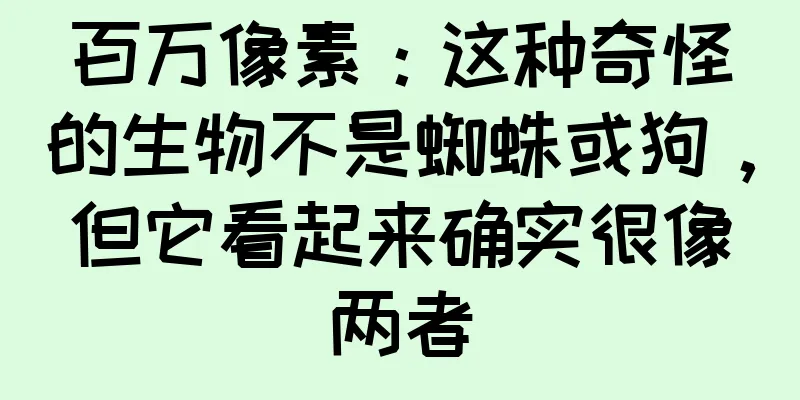 百万像素：这种奇怪的生物不是蜘蛛或狗，但它看起来确实很像两者