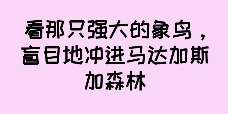 看那只强大的象鸟，盲目地冲进马达加斯加森林