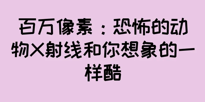 百万像素：恐怖的动物X射线和你想象的一样酷