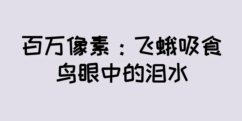 百万像素：飞蛾吸食鸟眼中的泪水