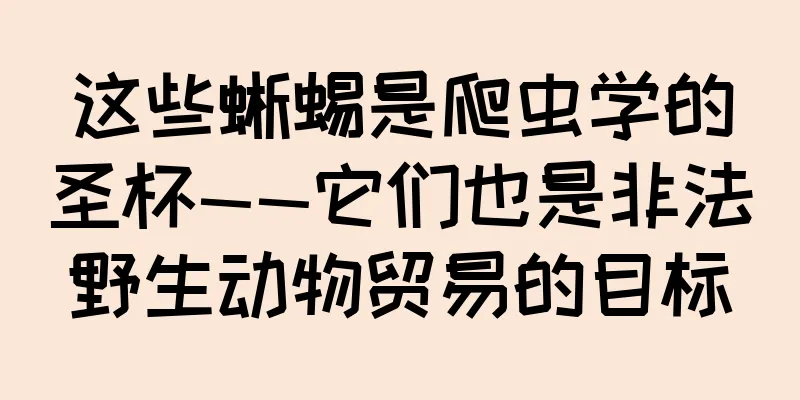 这些蜥蜴是爬虫学的圣杯——它们也是非法野生动物贸易的目标