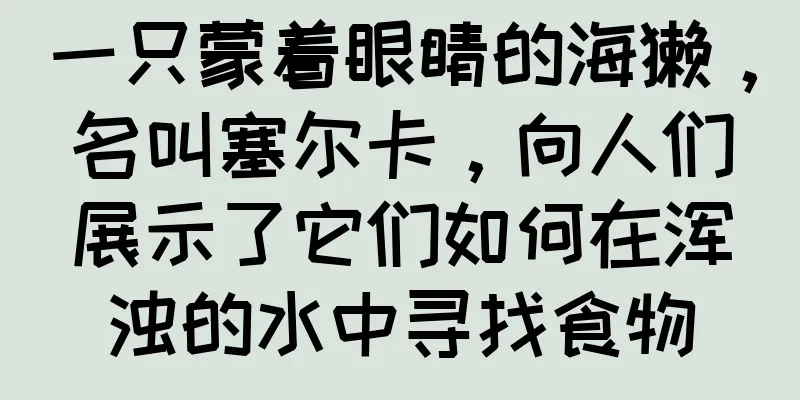 一只蒙着眼睛的海獭，名叫塞尔卡，向人们展示了它们如何在浑浊的水中寻找食物