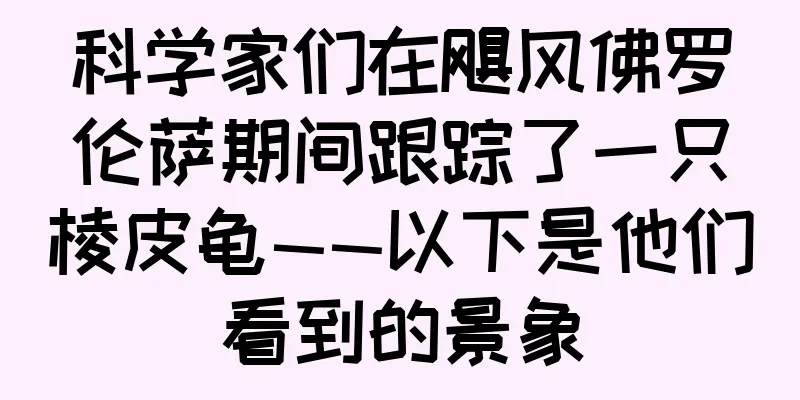 科学家们在飓风佛罗伦萨期间跟踪了一只棱皮龟——以下是他们看到的景象