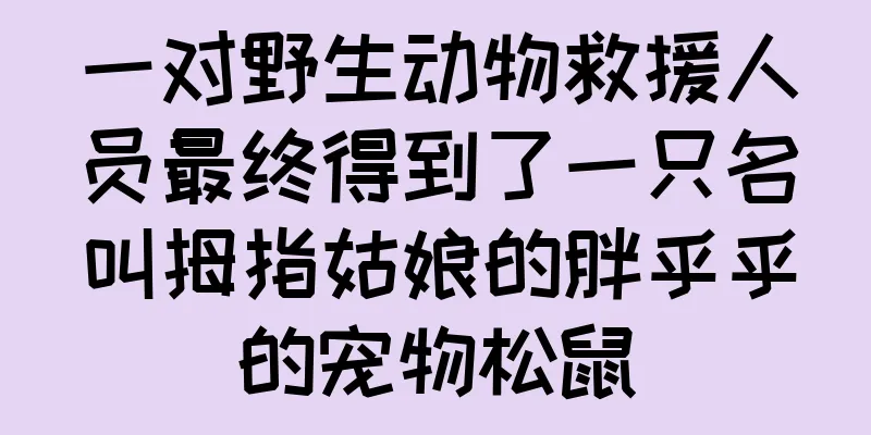 一对野生动物救援人员最终得到了一只名叫拇指姑娘的胖乎乎的宠物松鼠