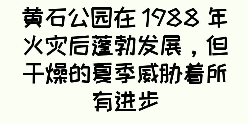 黄石公园在 1988 年火灾后蓬勃发展，但干燥的夏季威胁着所有进步