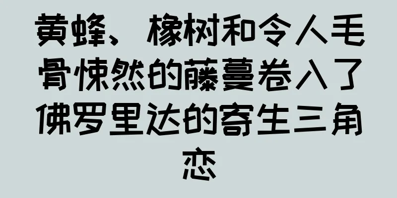 黄蜂、橡树和令人毛骨悚然的藤蔓卷入了佛罗里达的寄生三角恋