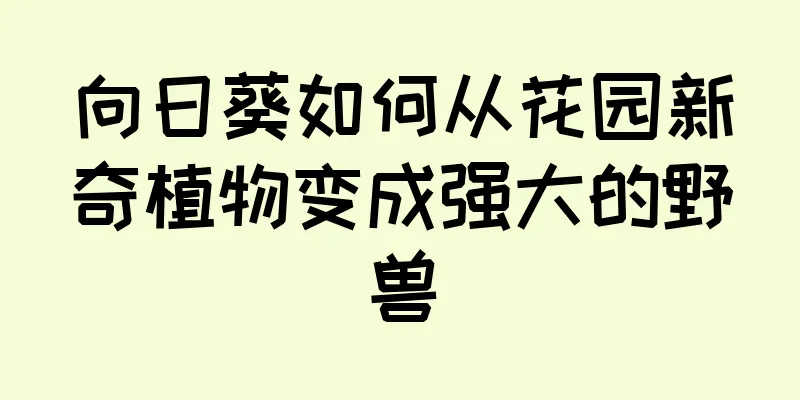 向日葵如何从花园新奇植物变成强大的野兽