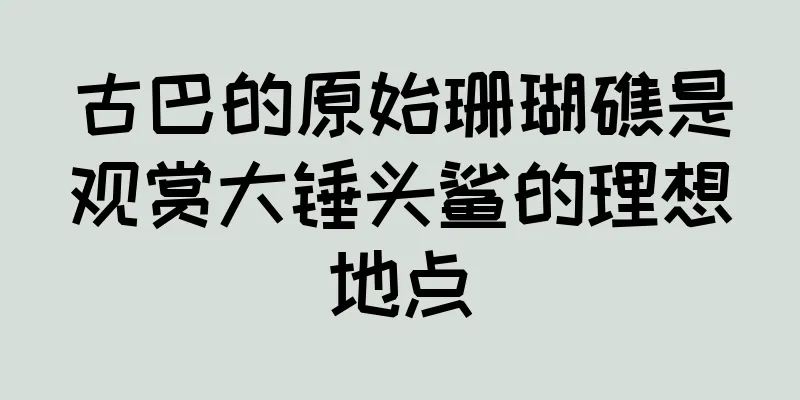 古巴的原始珊瑚礁是观赏大锤头鲨的理想地点