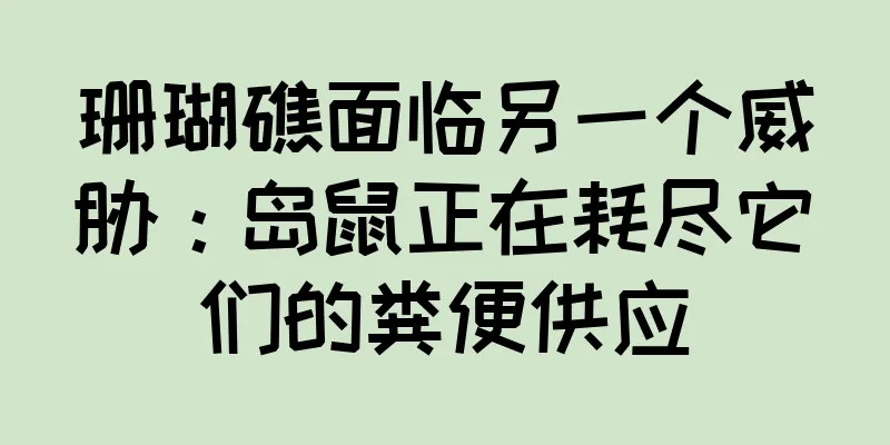 珊瑚礁面临另一个威胁：岛鼠正在耗尽它们的粪便供应