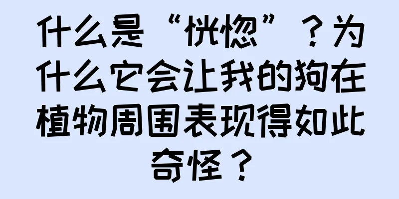什么是“恍惚”？为什么它会让我的狗在植物周围表现得如此奇怪？