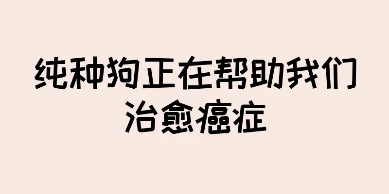 纯种狗正在帮助我们治愈癌症