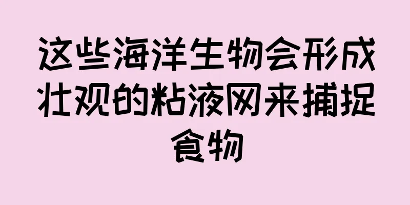 这些海洋生物会形成壮观的粘液网来捕捉食物