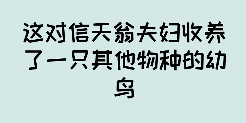 这对信天翁夫妇收养了一只其他物种的幼鸟