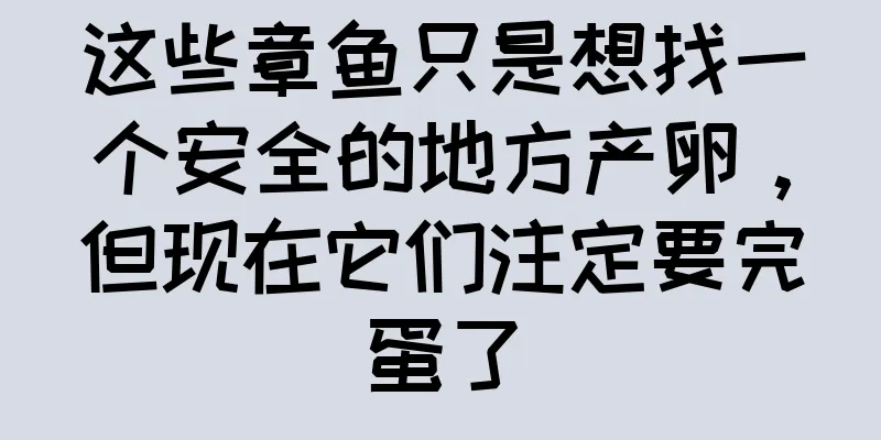 这些章鱼只是想找一个安全的地方产卵，但现在它们注定要完蛋了