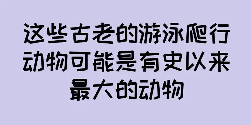 这些古老的游泳爬行动物可能是有史以来最大的动物