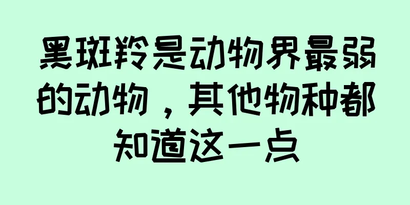 黑斑羚是动物界最弱的动物，其他物种都知道这一点