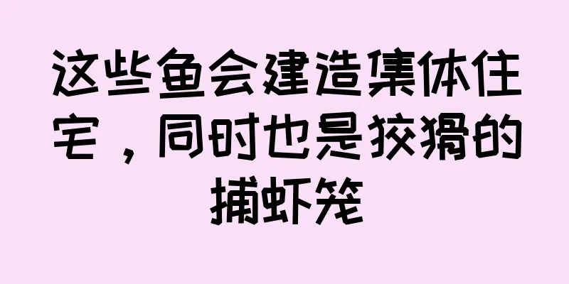 这些鱼会建造集体住宅，同时也是狡猾的捕虾笼